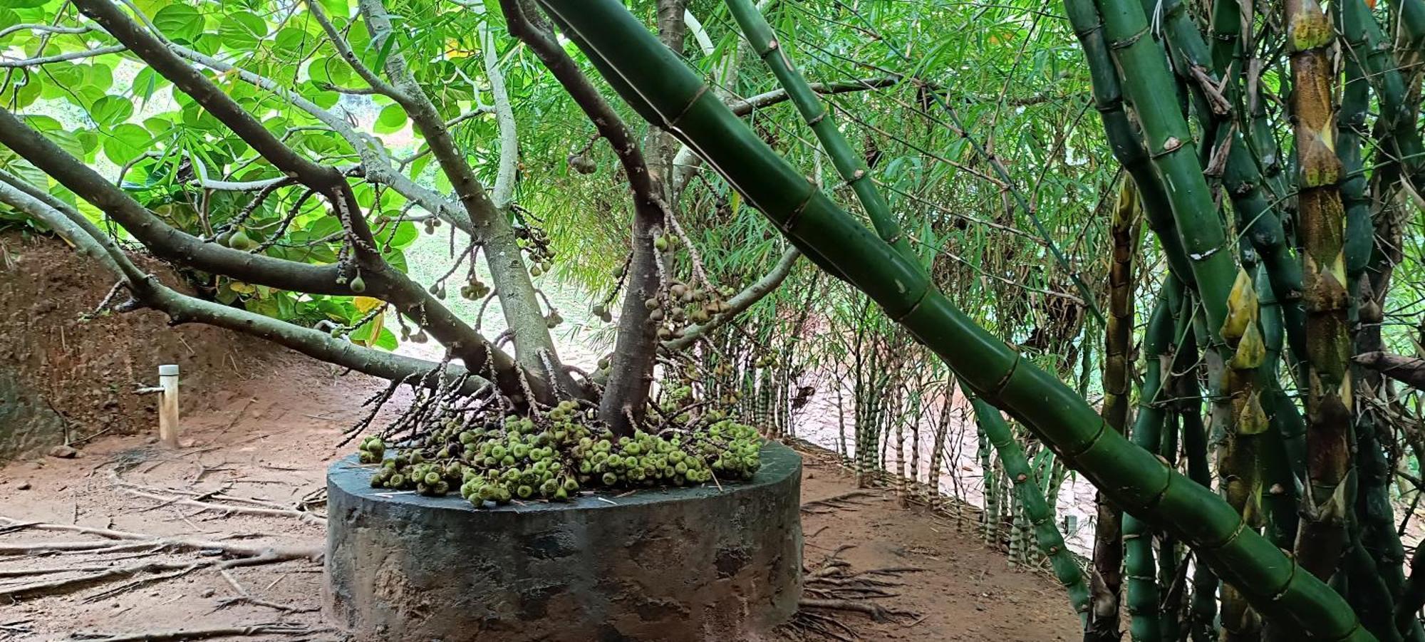 Thenmala Ecoresort Punalur Buitenkant foto